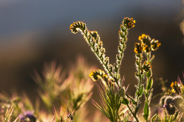 Naklejka premium Sunny meadow