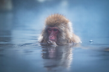 Obraz premium 冬の長野県、温泉に入り、癒やされる猿