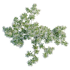 Obraz premium Aronia arbutifolia tree plan, top view, cutout, transparent background, isolate, Delicate green leaves with tiny flowers, spring foliage, botanical details, natural background