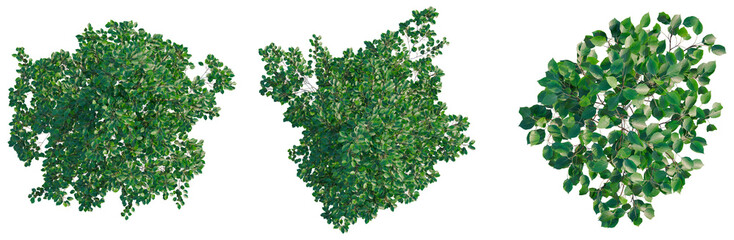Obraz premium Betula utilis Jacquemontii tree plan, top view, cutout, transparent background, isolate, Lush Green Maple Tree Branch with Detailed Leaves - Perfect for Nature and Botanical Designs