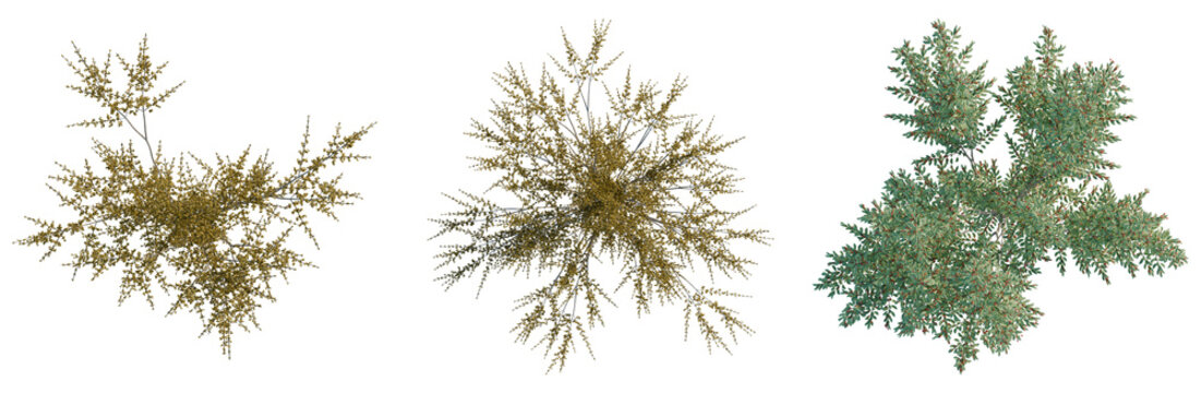 Cornus mas tree plan, top view, cutout, transparent background, isolate, Detailed close-up of a vibrant, sun-drenched acacia tree branch with intricate foliage, png