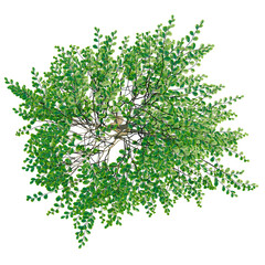 Naklejka premium Fagus sylvatica tree plan, top view, cutout, transparent background, isolate, Green foliage branch with delicate leaves, detailed texture, natural elements, close-up macro photography