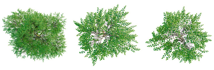 Fagus sylvatica tree plan, top view, cutout, transparent background, isolate, Detailed Green Leaves...