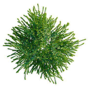 Itea virginica tree plan, top view, cutout, transparent background, isolate, Vibrant Green Pine Tree Branch with Detailed Needles, Natural Forest Element