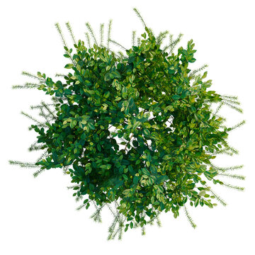 Itea virginica tree plan, top view, cutout, transparent background, isolate, Vibrant Emerald Green Fern Leaf Texture, Detailed Nature Background, Close-up, High Resolution