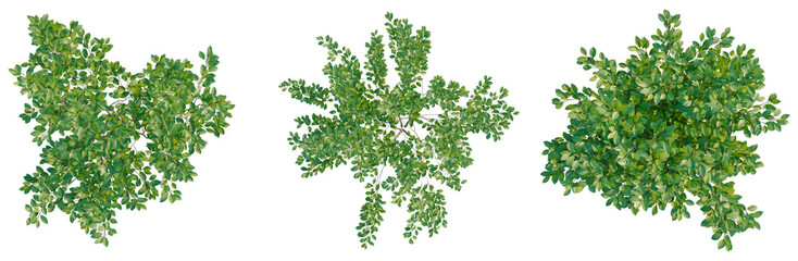 Fototapeta premium Lindera benzoin tree plan, top view, cutout, transparent background, isolate, Vibrant Lush Greenery Foliage Branch, Detailed Natural Texture, Botanical Element for Design