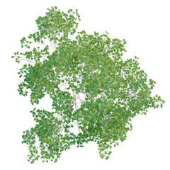 Fototapeta premium Populus alba tree plan, top view, cutout, transparent background, isolate, Green leaves background, natural texture, botanical illustration, detailed foliage, nature design.