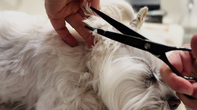 Woman Groomer Cutting Hair of White Maltese Dog With Scissors, Pet Grooming Service Closeup Indoor Video
