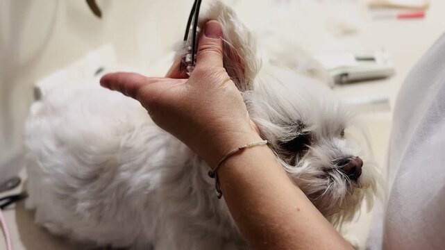 Woman Groomer Cutting Hair of White Maltese Dog With Scissors, Pet Grooming Service Closeup Indoor Video
