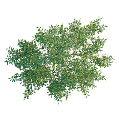 Obraz premium Quercus alba tree plan, top view, cutout, transparent background, isolate, Detailed aerial view of lush green forest canopy, natural landscape, vibrant foliage