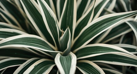 Fototapeta premium Graceful plant featuring charming white color hues