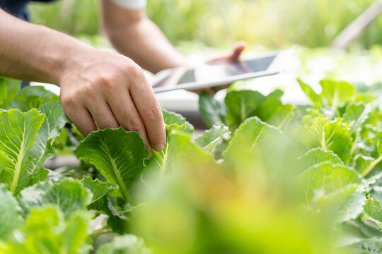 Organic farming, salad farm. Farmers recheck quality record on application on tablet. Hydroponics vegetable grow naturally. greenhouse garden, Ecological Biological, Healthy, Vegetarian, ecology