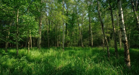 Obraz premium Bright and Serene Summer Scene Featuring a Green Birch Forest