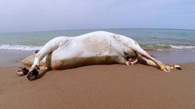 Wild animals drowned in the sea, a dead cow on the sandy beach, a cow killed on the Mediterranean coast, Jijel, Algeria, North Africa. A dead cow on the beach, the death of a cow in Mediterranean sea.