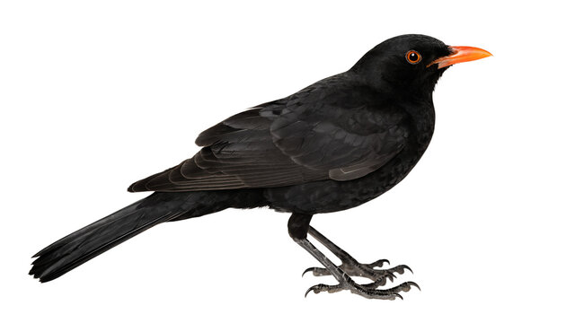 crow on a white background