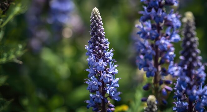 Macro image showcasing lush blue Duranta erecta flowers alongside skyflowers in natural light