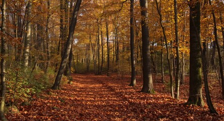 Obraz premium Meandering forest path with tall trees and a blanket of fallen leaves glowing in autumn light