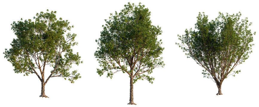 Acer griseum tree, elevation, front view, cutout, transparent background, isolate, Isolated single tree with detailed roots, perfect for landscaping and nature design elements.