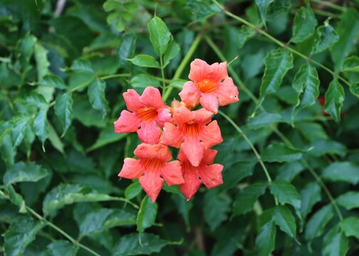 Cow Itch Vine" Images  Browse 8,241 Stock Photos, Vectors, and Video |  Adobe Stock