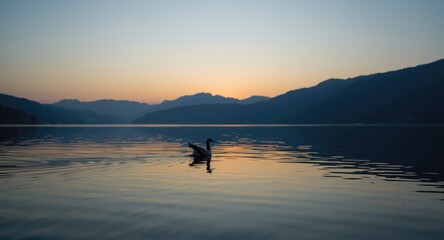 Fototapeta premium Serene waterbird gliding elegantly on a quiet lake with silhouetted mountains in the evening