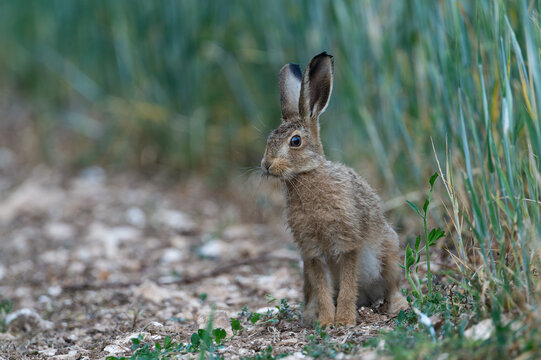 Young leveret hare at field edge