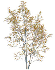 Fototapeta premium Amelanchier lamarckii tree, elevation, front view, cutout, transparent background, isolate, Detailed close-up of bare tree branches against a stark winter sky, showing intricate detail