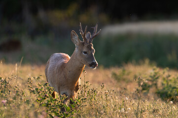 Roe deer stag in rough ground © Adam