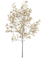 Naklejka premium Amelanchier lamarckii tree, elevation, front view, cutout, transparent background, isolate, Delicate winter tree branches with frost and snow, detailed nature elements