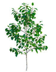 Fototapeta premium Betula utilis Jacquemontii tree, elevation, front view, cutout, transparent background, isolate, Detailed close-up of a vibrant green plant with intricate leaf patterns, studio photography
