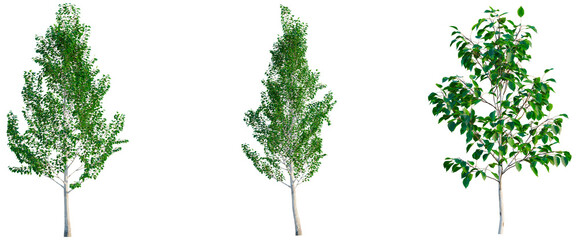 Fototapeta premium Betula utilis Jacquemontii tree, elevation, front view, cutout, transparent background, isolate, Delicate Branch with Fresh Green Leaves, Spring Foliage, Nature Detail, Floral Element