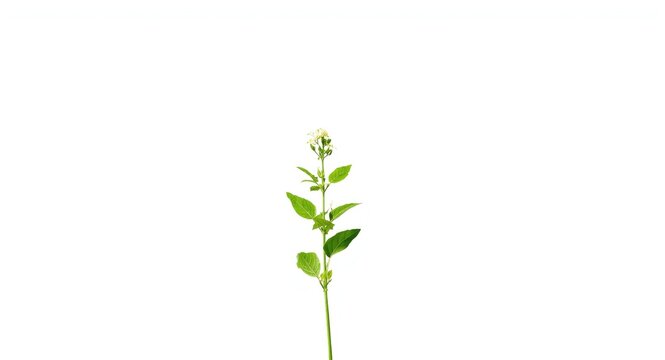 Medicinal Herb Leonurus Cardiaca Isolated on Clean White Background