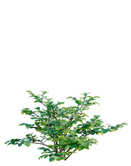 Obraz premium Fothergilla gardenii tree, elevation, front view, cutout, transparent background, isolate, Green tree branch with leaves, close-up photography, natural beauty, nature background
