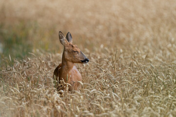 Roe deer doe eyes closed in field © Adam
