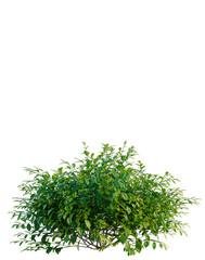 Obraz premium Itea virginica tree, elevation, front view, cutout, transparent background, isolate, Detailed Green Tree Branch with Lush Foliage, Natural Elements, PNG Image