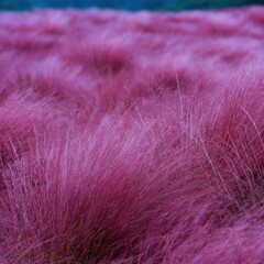 Fototapeta premium Purple grass field closeup lush meadow waves of violet ornamental grasses swaying in soft light