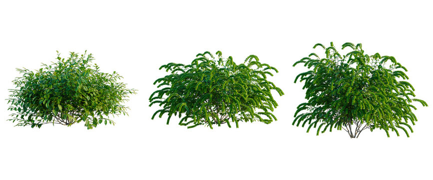 Itea virginica tree, elevation, front view, cutout, transparent background, isolate, Green tree with leaves, isolated on background, suitable for web design and presentation