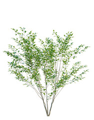 Fototapeta premium Lindera benzoin tree, elevation, front view, cutout, transparent background, isolate, Detailed green tree branch with leaves, suitable for spring or summer design elements.
