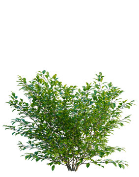 Lindera benzoin tree, elevation, front view, cutout, transparent background, isolate, Detailed Green Tree Branch with Lush Foliage, Perfect for Nature-Themed Designs and Backgrounds