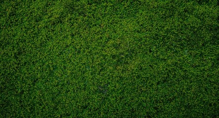 Obraz premium Natural green moss background with detailed texture and gentle lighting