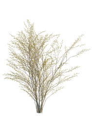 Fototapeta premium Lindera benzoin tree, elevation, front view, cutout, transparent background, isolate, Delicate branches with small berries, autumn foliage, natural texture, rustic background, png