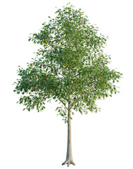 Fototapeta premium Quercus alba tree, elevation, front view, cutout, transparent background, isolate, Detailed Close-Up of a Lush Green Maple Leaf, Autumn Foliage, Nature's Beauty