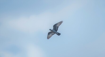 Obraz premium Flying dove captured in a serene sky setting