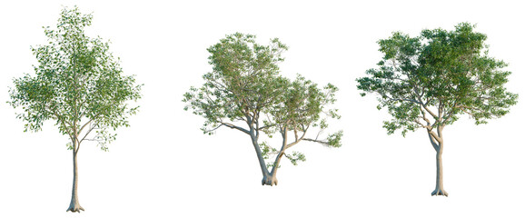 Fototapeta premium Quercus alba tree, elevation, front view, cutout, transparent background, isolate, Majestic baobab tree with impressive root system, a symbol of resilience and longevity.