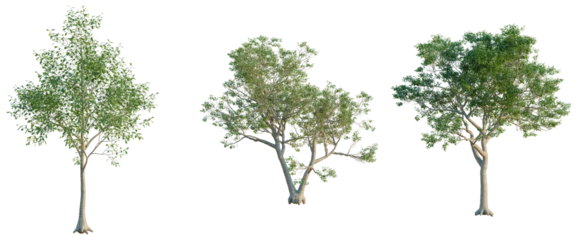 Fototapeten Baobab Quercus alba tree, elevation, front view, cutout, transparent background, isolate, Majestic baobab tree with impressive root system, a symbol of resilience and longevity.  © DH Tree Stock