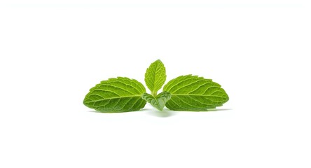 Fototapeta premium Fresh mint leaf photographed on an unblemished white backdrop with complete depth of field