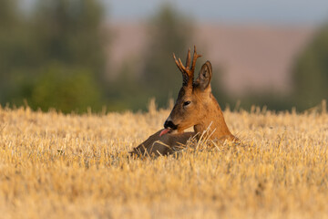 Roe deer stag lying in field © Adam