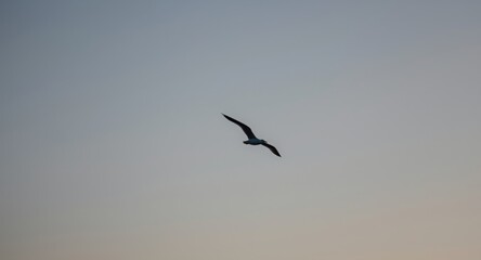 Obraz premium Silhouetted flying seagull in a simple sky setting evoking natural freedom and scenic beauty
