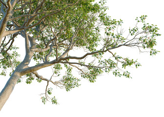 Obraz premium Quercus alba tree, corner view, cutout, isolate, transparent background, Majestic Oak Tree Branch with Lush Green Foliage, Detailed Nature Photography for Design