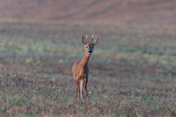 Stag roe deer in field © Adam
