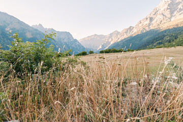 Naklejka premium Mountains meadow grass valley wildflowers landscape nature countryside with dry tall grasses and flowering shrubs in an alpine field, distant rocky peaks under soft sky at golden hour.